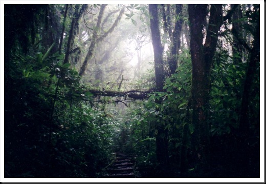 Monteverde Cloud Forest
