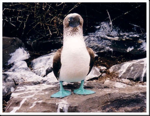 Blue Footed Booby