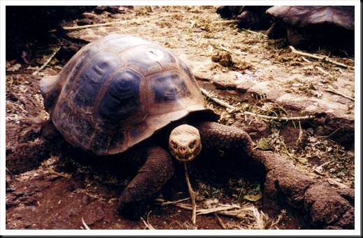 Galapagos Tortoise