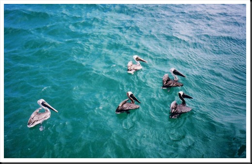 Galapagos - Pelicans