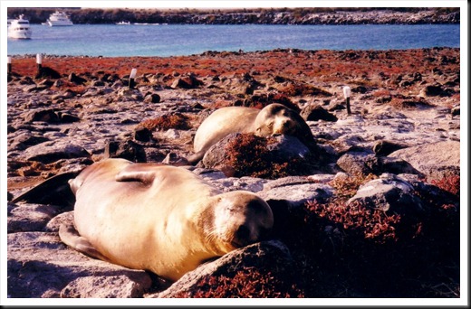 Galapagos - Sea Lions Sleeping on Rocks