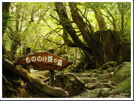 Princess Mononoke Forest, Yakushima