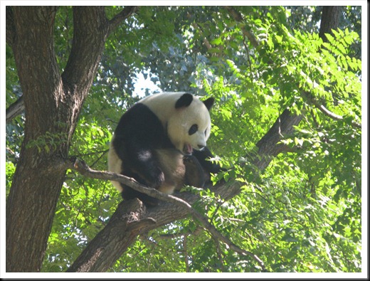 Beijing Zoo