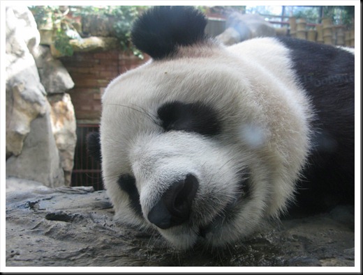 Beijing Zoo
