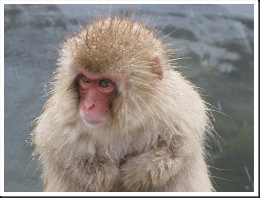 Monkey Onsen, Nagano