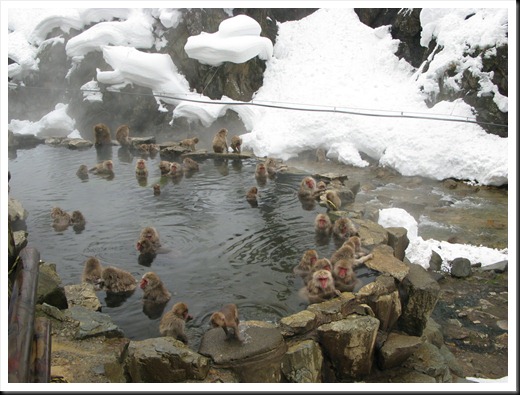 Monkey Onsen, Nagano