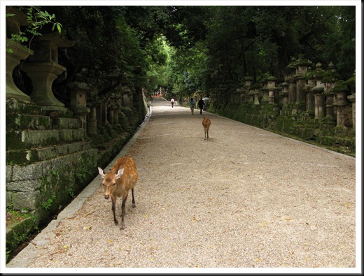 Nara