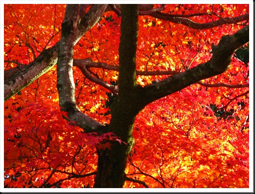 Autumn Leaves, Kyoto