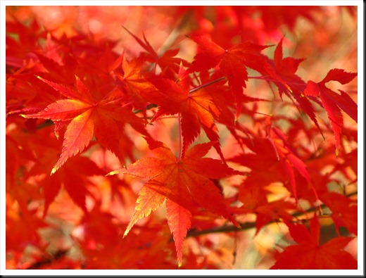 Autumn Leaves, Kyoto