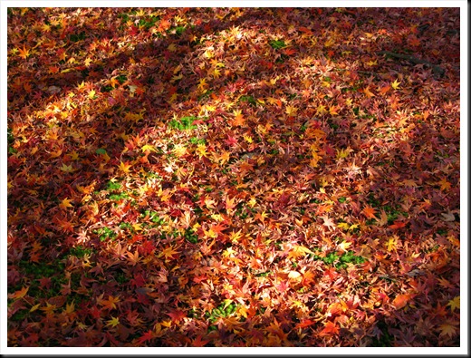 Autumn Leaves, Kyoto