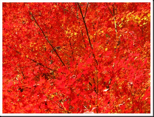 Autumn Leaves, Kyoto