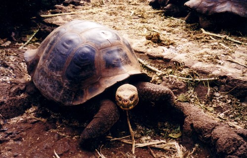 Galapagos - Giant Tortoises 01