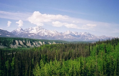 USA - Alaska - Forest